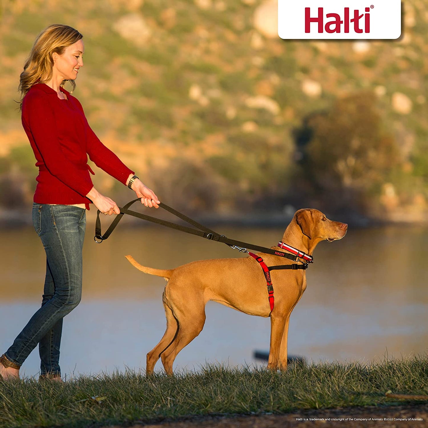 Front Control Harness Size Large &  Training Leash Size Large, Black Combination Pack - Stop Your Dog Pulling on the Leash. Adjustable, Lightweight and Easy to Use. Suitable for Large Dogs