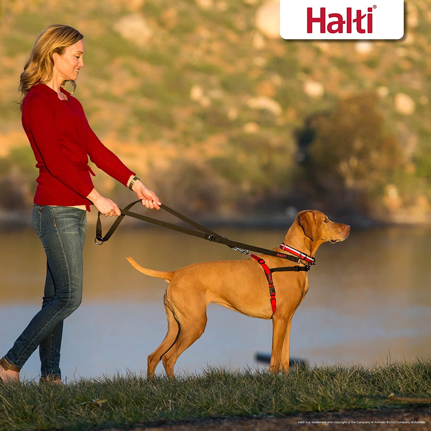 Front Control Harness Size Large &  Training Leash Size Large, Black Combination Pack - Stop Your Dog Pulling on the Leash. Adjustable, Lightweight and Easy to Use. Suitable for Large Dogs
