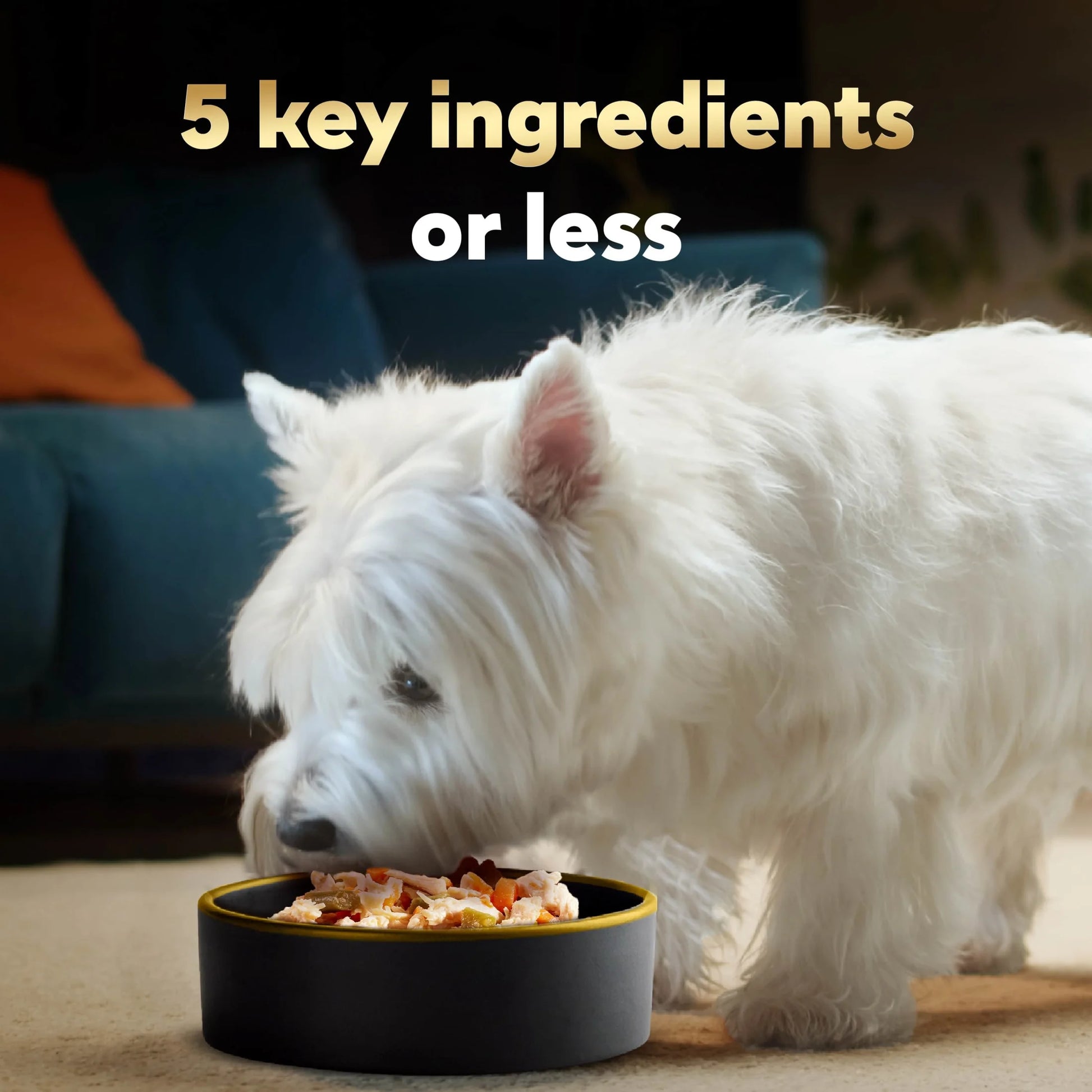 Simply Crafted Chicken Variety Pack Wet Dog Food Meal Toppers, 1.3 Oz Tubs (8 Count)