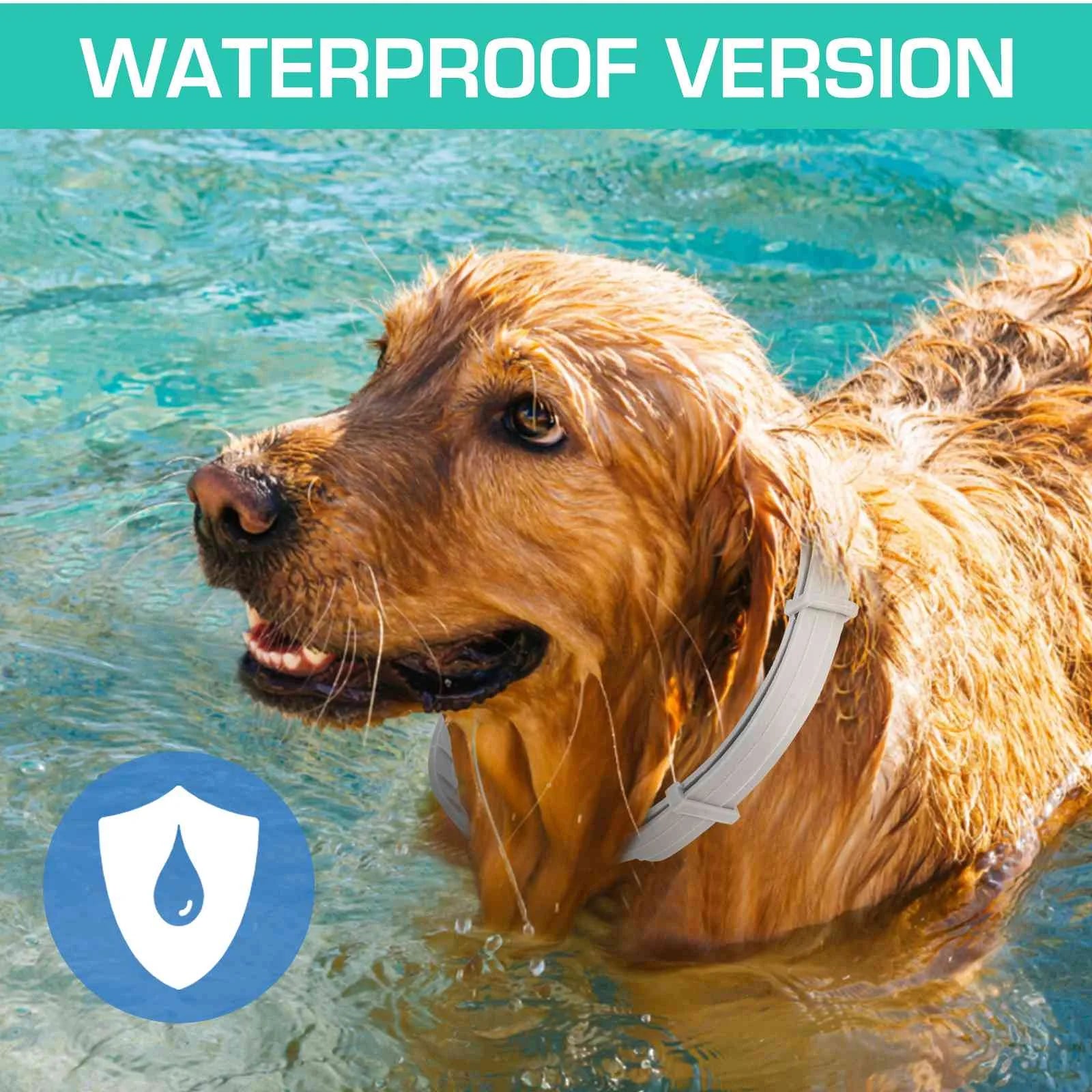 Collar for German Wirehaired Pointer and Other Large Size Sporting Dogs. Waterproof & Adjustable.