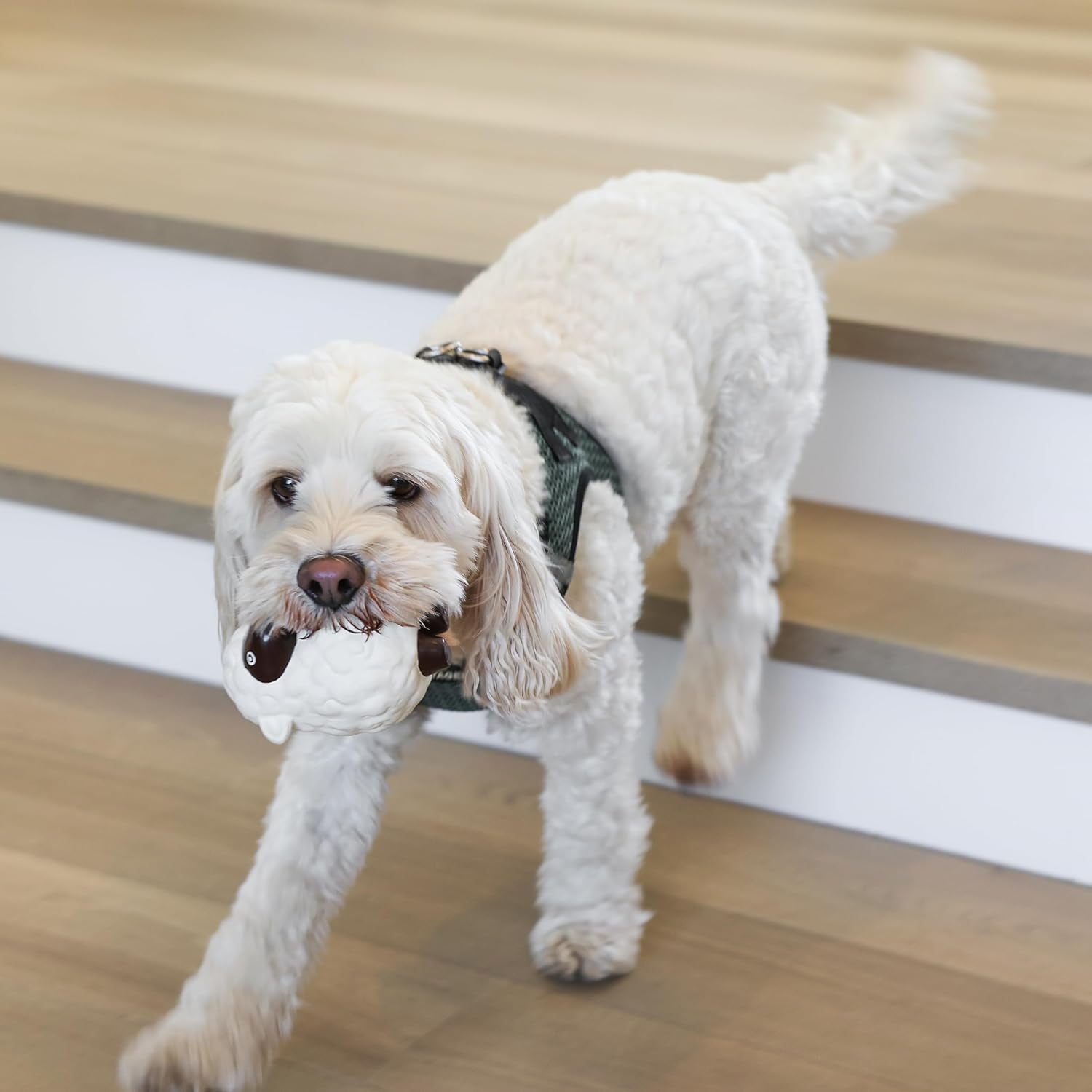 Dog Chew Toy Set for Small to Medium Breeds, Includes All Natural Rubber, Cotton, Ball & Rope Toys, Ideal Puppy Chew Toys for Teething, Reduces Destructive Chewing & Anxiety (Pack of 6)