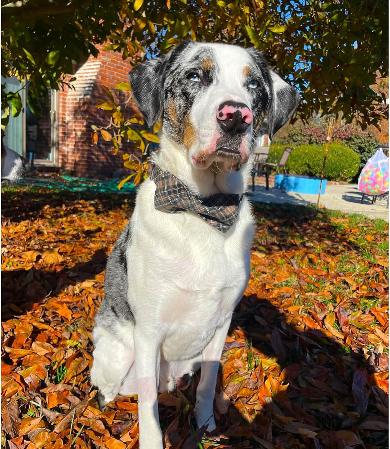 Premium Plaid Dog Collars, Bowtie Dog Collar, Adjustable Heavy Duty Dog Collar with Bow for Medium Dogs