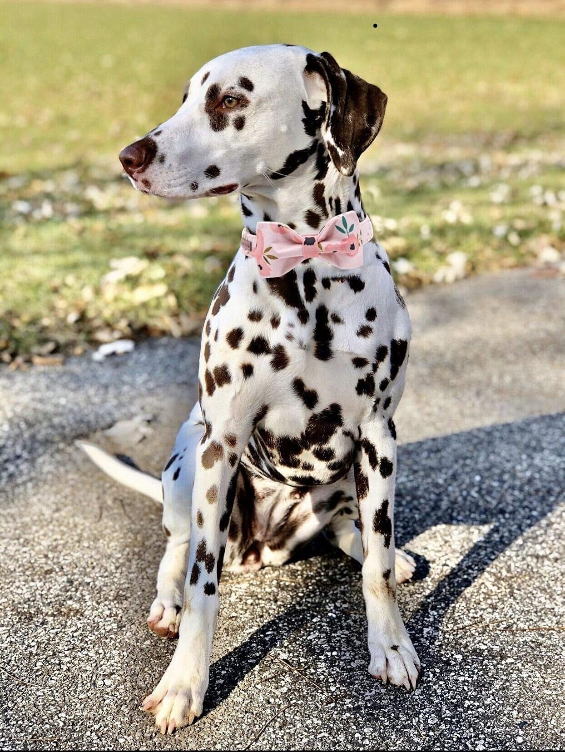 Dog Collar with Bow, Comfotable Dog Bowtie, Bowtie Dog Collar Adjustable Dog Collars for Small Medium Large Dogs and Cats