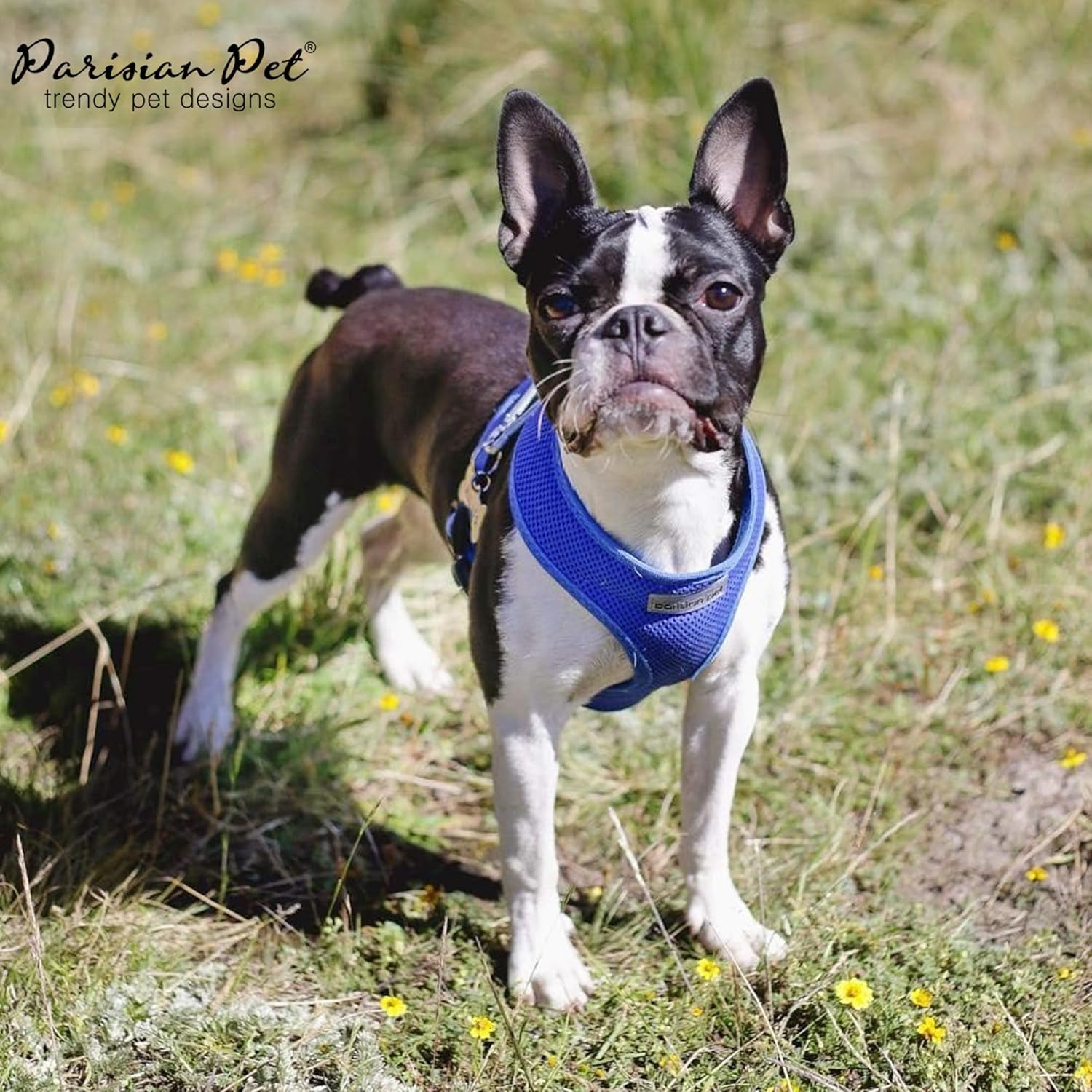 Dog Harness - Adjustable Bright Blue Dog Vest Harness - Comfortable Padded, No Pull Puppy Harness - Cooling Dog Harness for Large Dogs - Idle for Walking, Running, and Hiking - XL