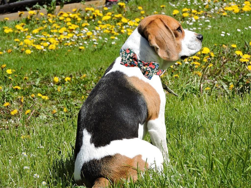 Floral Print Dog Collar Adjustable Soft Dog Collar with Bowtie, Girl Pet Collars for X-Small Small Medium Large Dogs