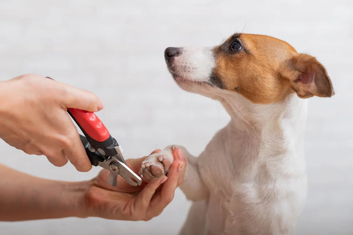 Heavy Duty, High Quality Dog & Cat Nail Clippers with Safety Guard {Small}