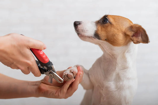 Heavy Duty, High Quality Dog & Cat Nail Clippers with Safety Guard {Small}