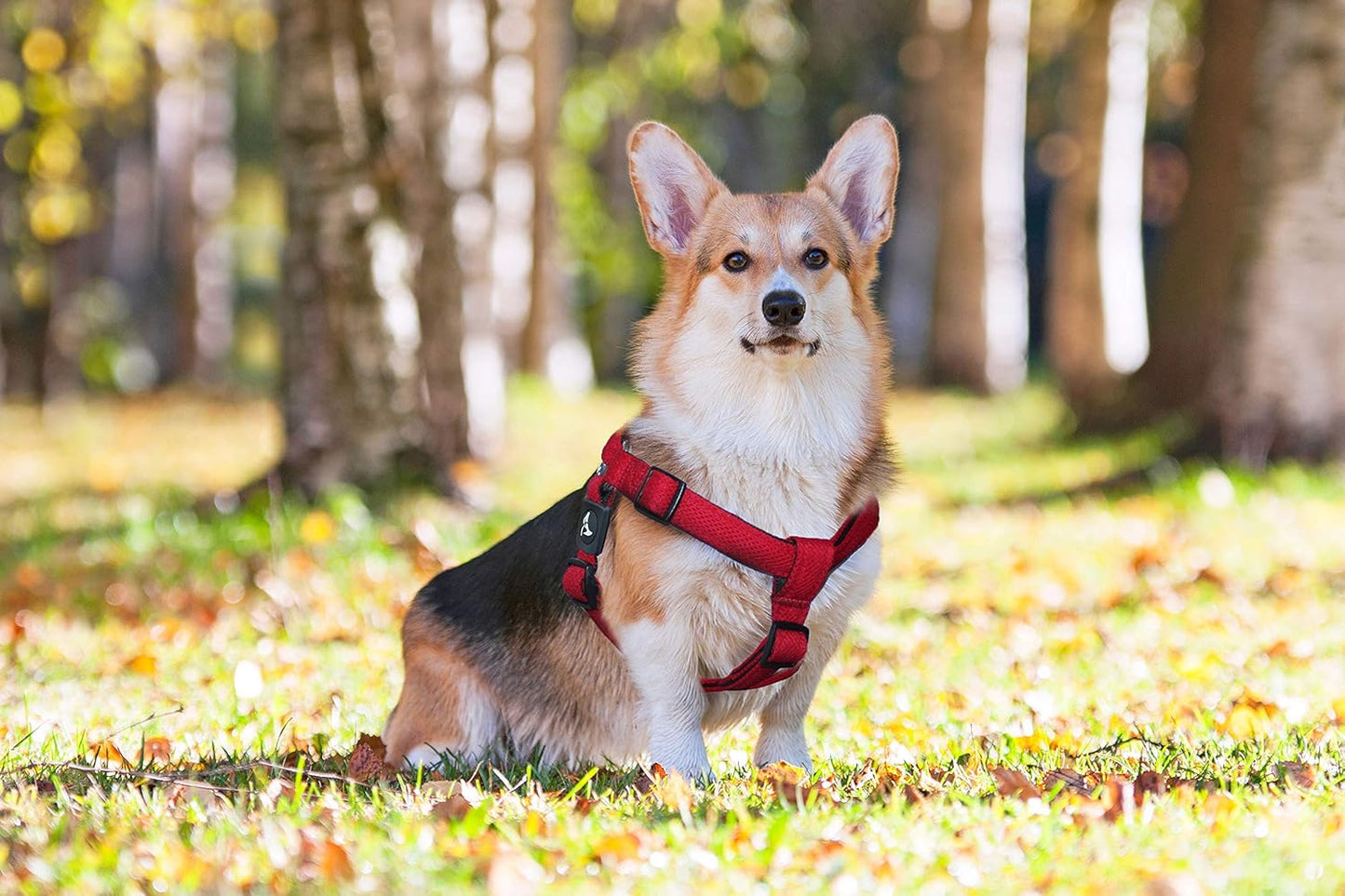 Kruz No Pull Dog Harness (Chest 30”-44”, Weight 66-176 Lbs) Heavy-Duty Pet Harness for Large Breeds, Ultra-Comfort Fit, Lifetime Durability, Adjustable Dog Harness No Pull Design (Blue, X-Large)