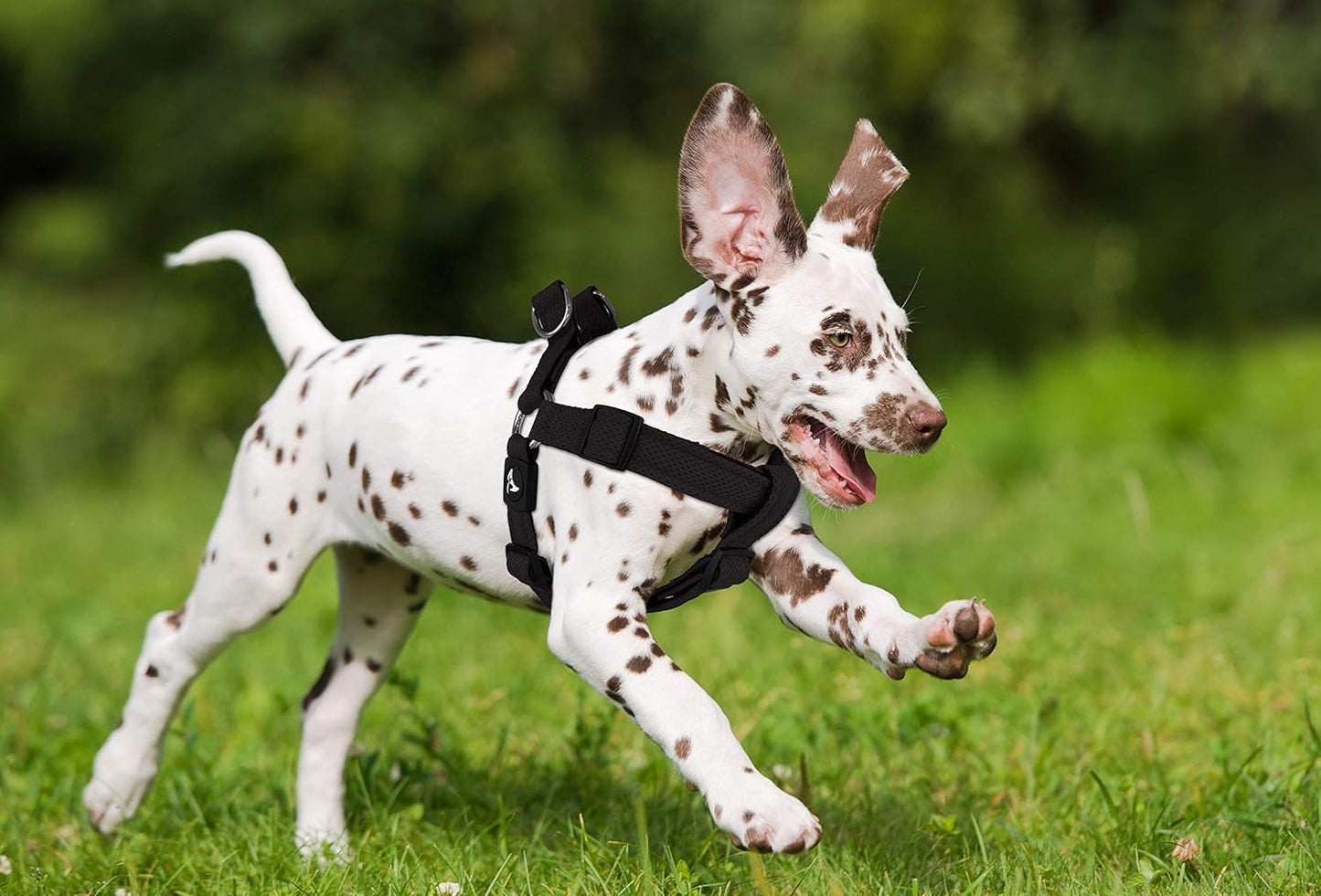 Kruz No Pull Dog Harness (Chest 30”-44”, Weight 66-176 Lbs) Heavy-Duty Pet Harness for Large Breeds, Ultra-Comfort Fit, Lifetime Durability, Adjustable Dog Harness No Pull Design (Blue, X-Large)