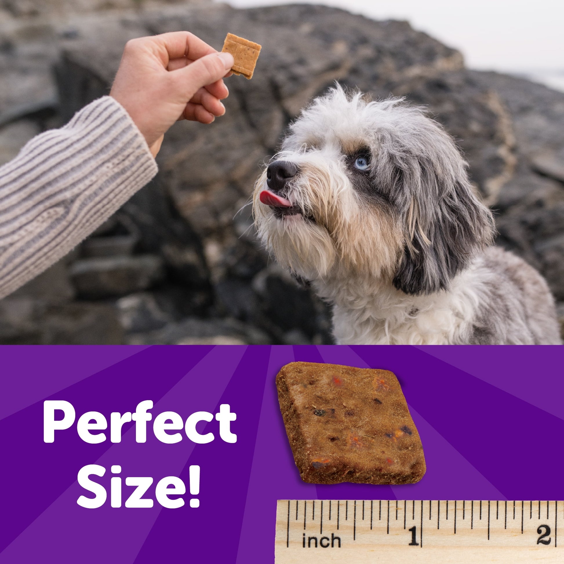 Rewarding Life Dog Treats, Natural, Training Treat, Grain Free, Soft Beef & Turkey (6 Ounce Bag)