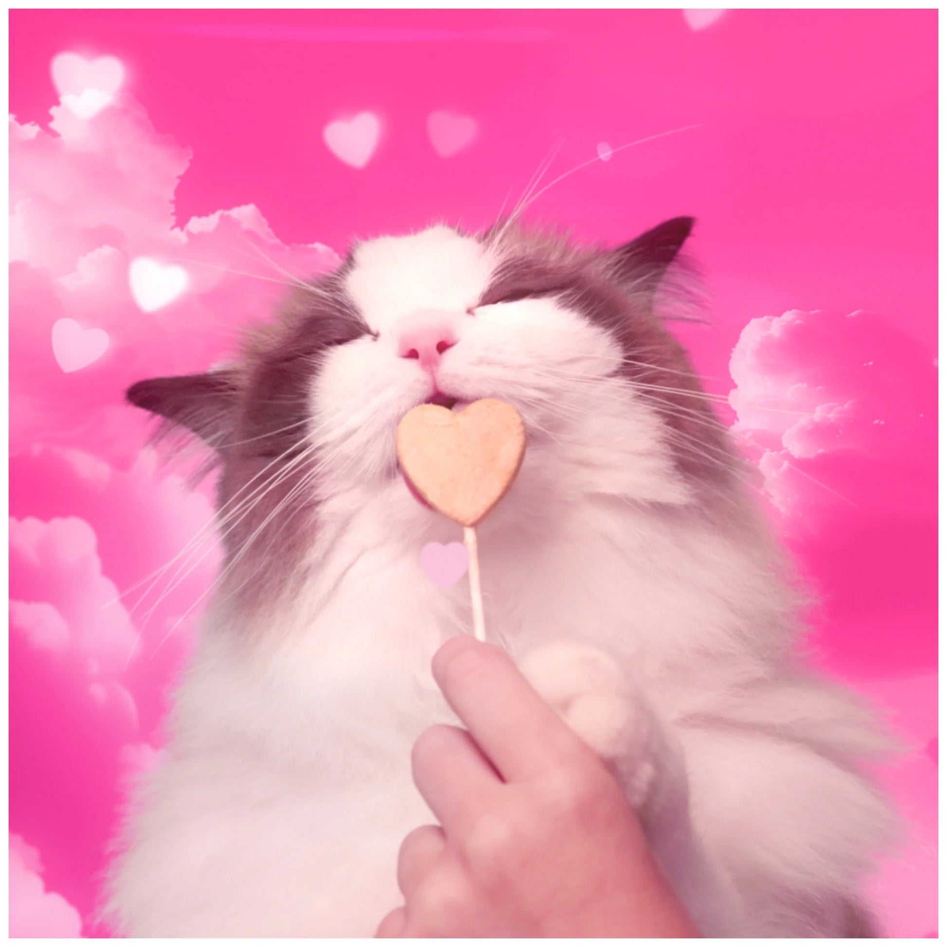 Purrpops Freeze-Dried Catnip Flavored Lollipop Treats for Cats, 4 Pack