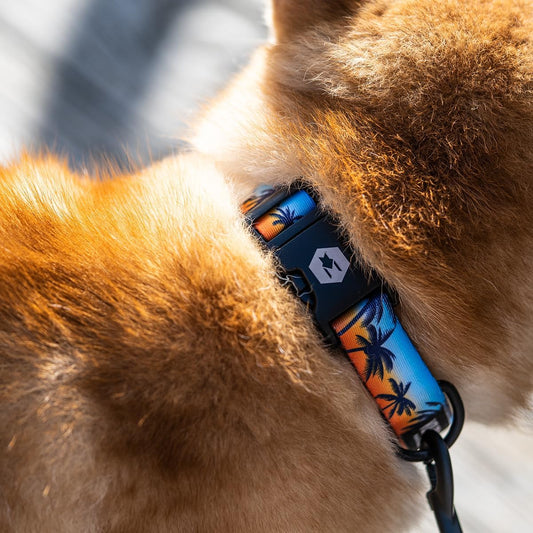 Wolfgang Heavy Duty, Adjustable Dog Collar with Quick Release Nylon Buckle for Walking & Training, Sunsetpalms Print, Medium