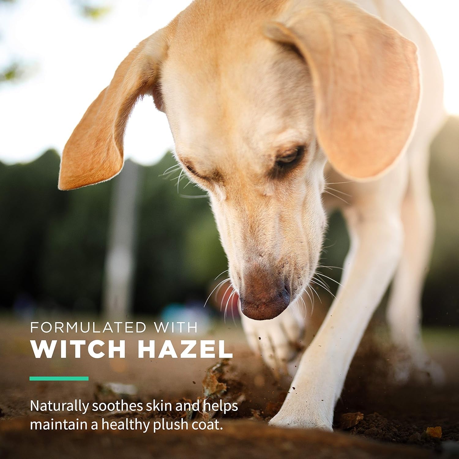 for Pets Extra Gentle Dog Wipes with Witch Hazel for Snout, Eye, Ear - Fragrance-Free Wipes for Dogs with Wet Lock Seal, 30 Count - 8 Pack