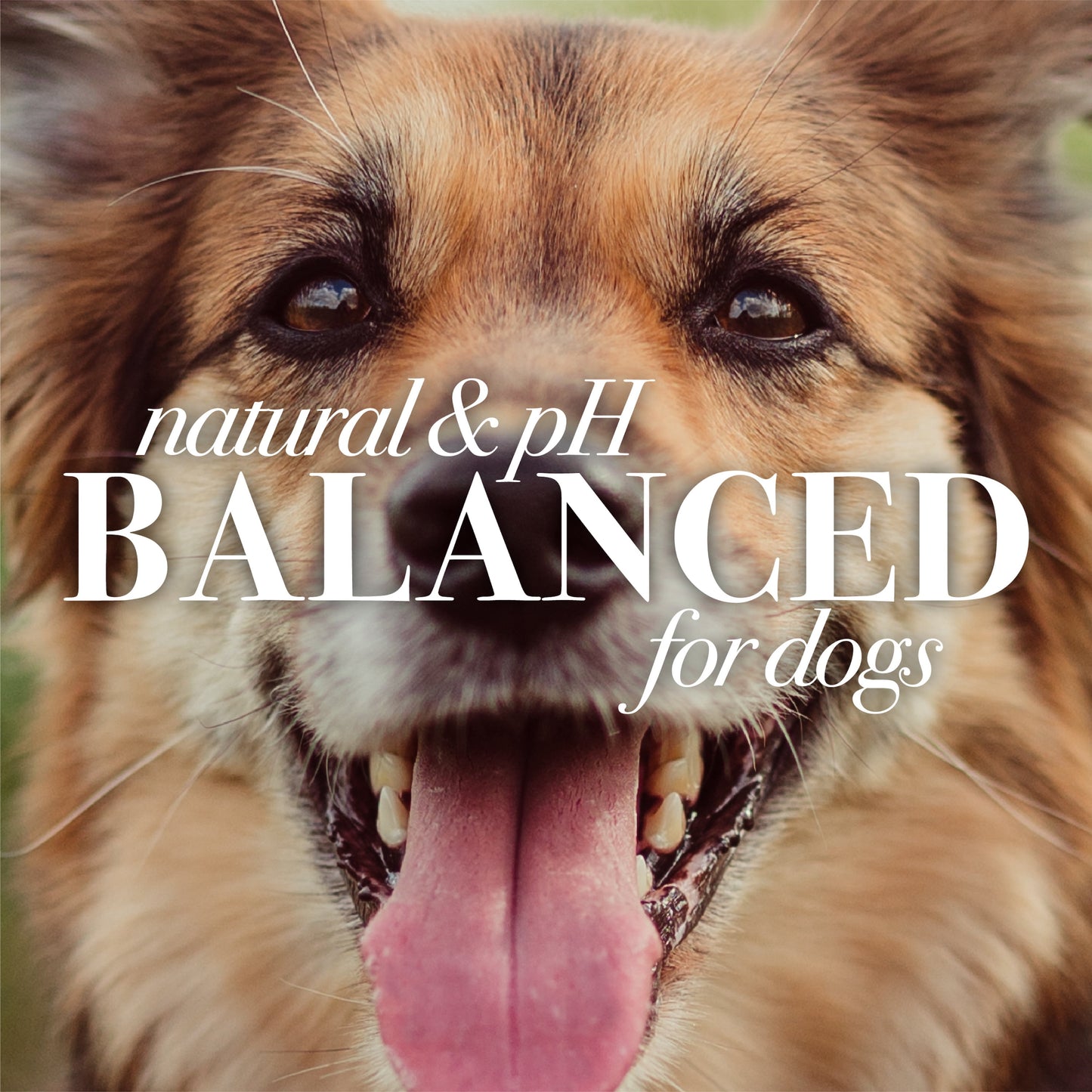 for Dogs Hypoallergenic Multipurpose Wipes 50 Ct.