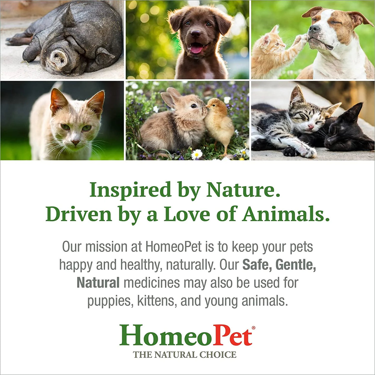 Feline UTI plus Urinary Tract Health Supplement Solution for Cats, 15-Milliliter Bottle