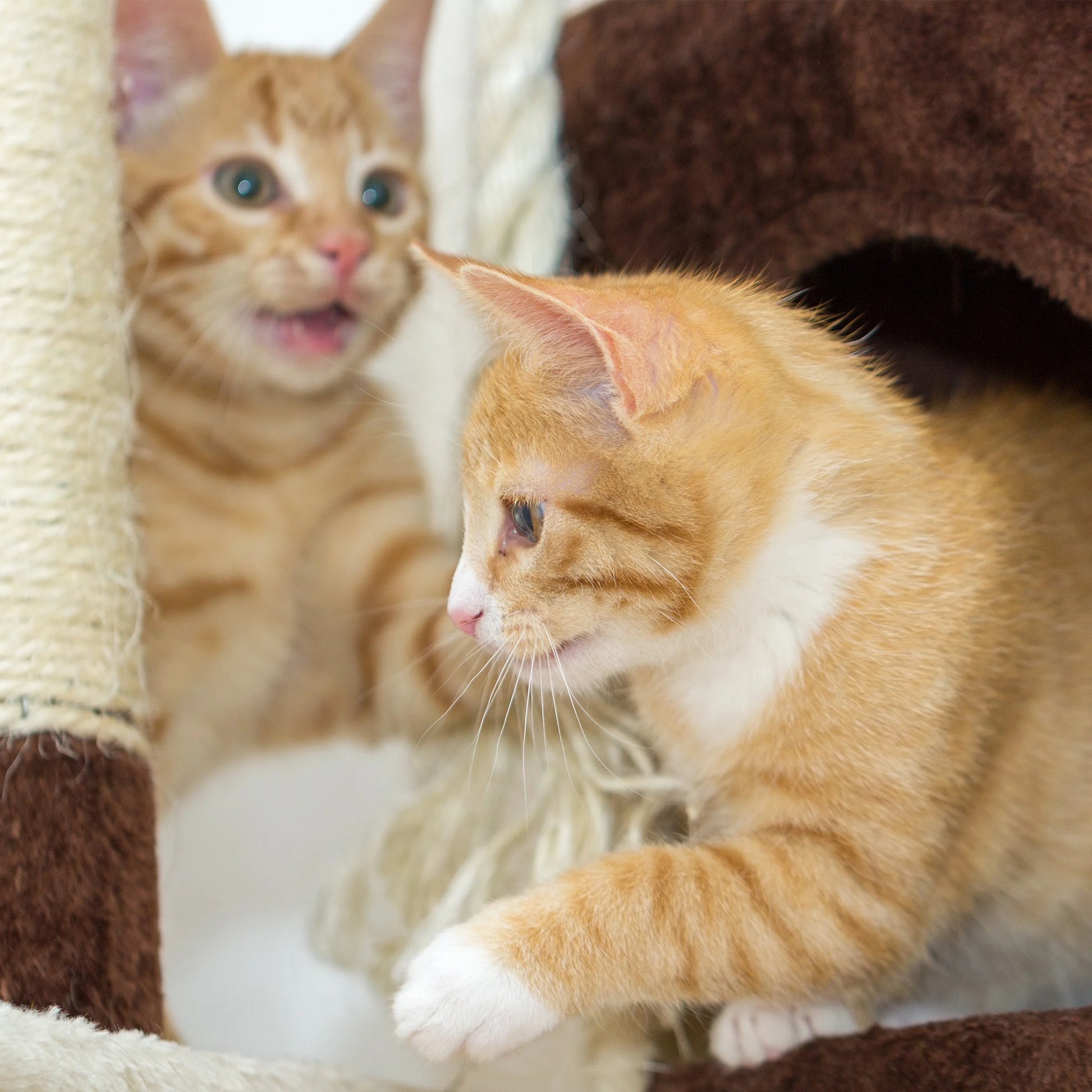 35In Cat Tree with Ladder, House, Scratch Posts, and Toy (Brown)