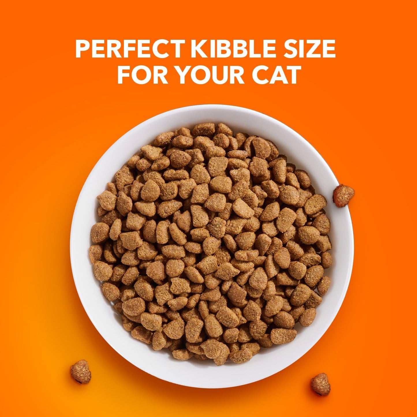 Proactive Health Adult Healthy Dry Cat Food with Chicken, 7 Lb. Bag